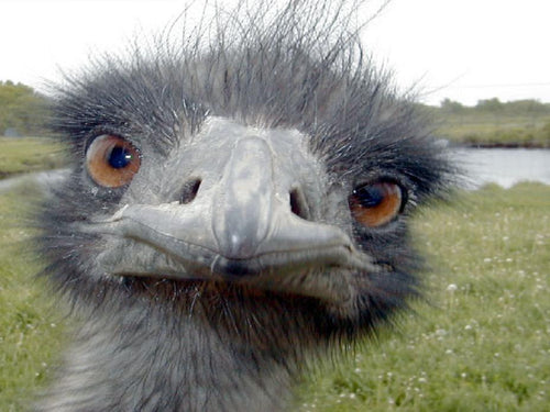 Emu