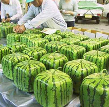 Load image into Gallery viewer, Watermelon